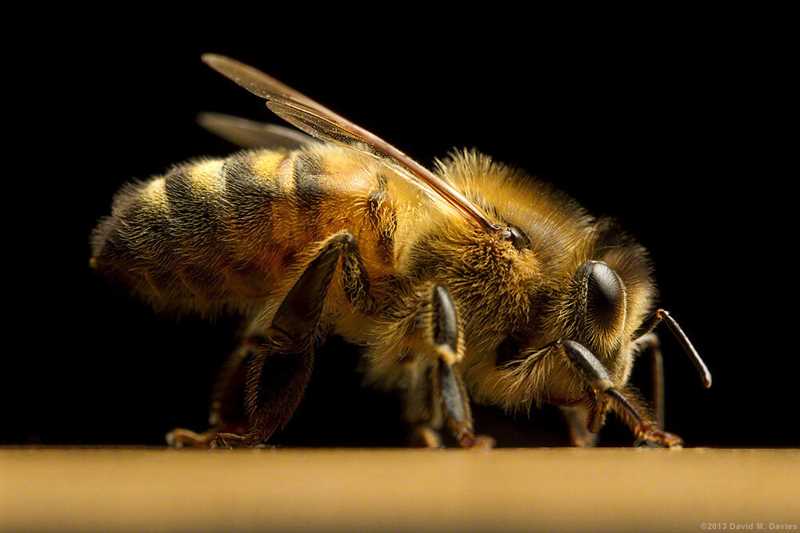 Buckfast arıları nasıl yetiştirilir?