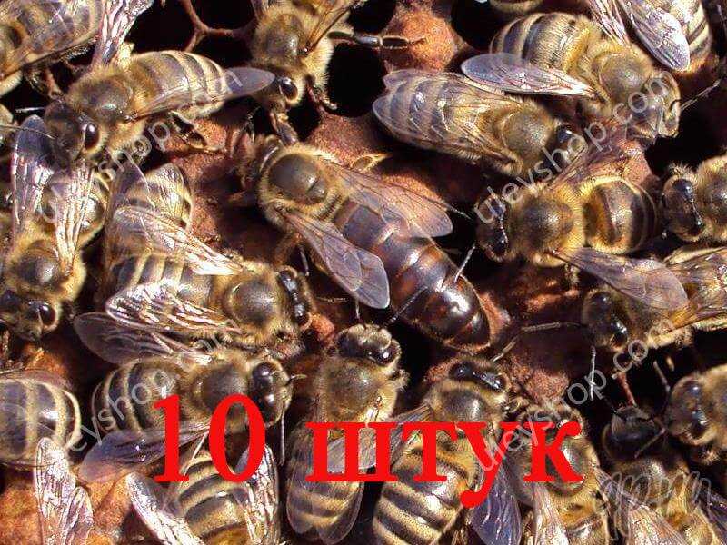 Buckfast arılarının ana arı yetiştirme yöntemleri
