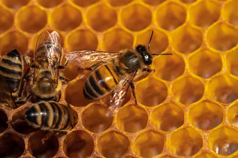 Arı Peteklerinin Yapısı ve Özellikleri