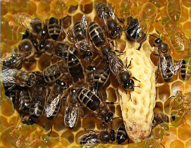 Ana Arı Üretimi