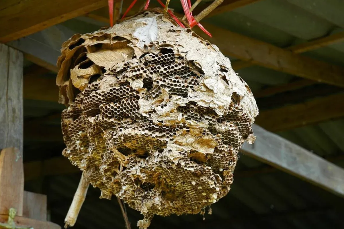 Pervin ve Hüseyn: Arılar ve böcek ağları