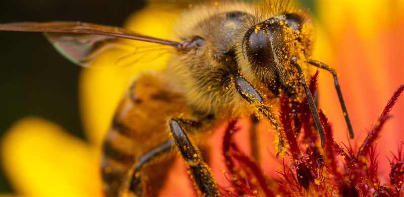 Bee Venom'un İnsan Vücudu Üzerindeki Etkisi