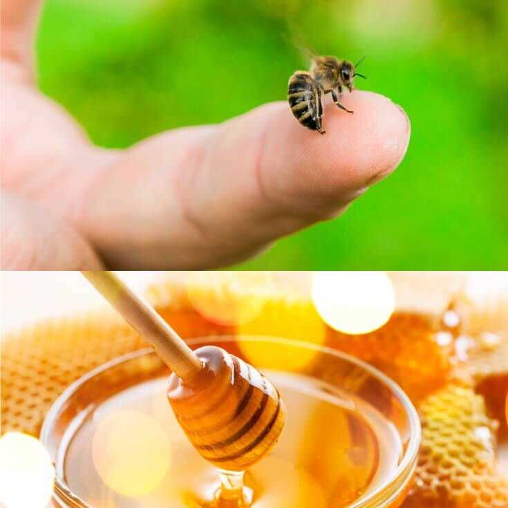 Bee Venom'un Sağlık Faydaları