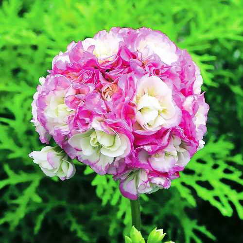 Pelargonium Apple Blossom Rosebud Bitkisinin Genel Özellikleri