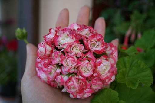Pelargonium Apple Blossom Rosebud'un Bakımı ve Yetiştirilmesi