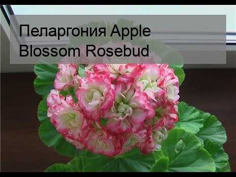 Pelargonium Apple Blossom Rosebud'un Hastalıkları ve Zararlıları