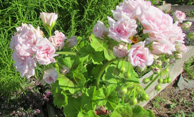 Pelargonium Millfield Rose Özellikleri