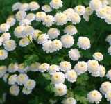 Pyrethrum (Pers Çiçeği) Nedir?