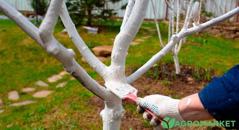 Hastalıklardan ve zararlılardan koruma için ağaç gövdesinin nasıl boyanacağı