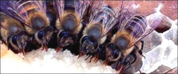 Arıların Kışlama Ortamı