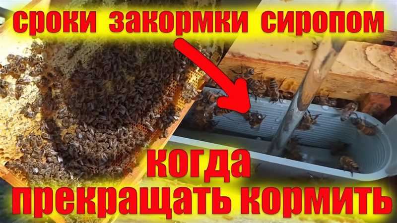 Kış Beslemesi İle Arıların Sağlığını Korumak