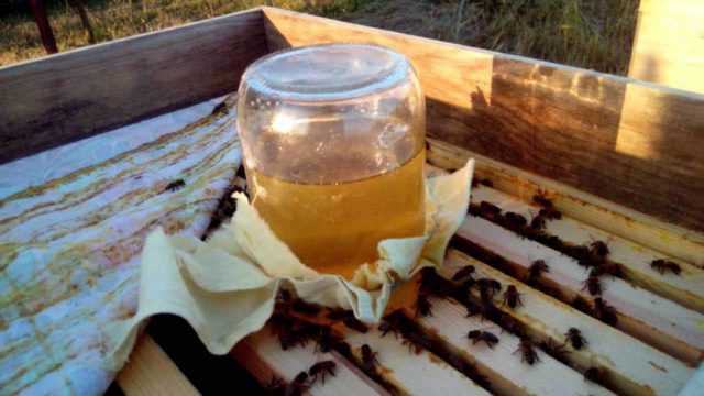 Arı Beslemek: Ekosisteme Katkı