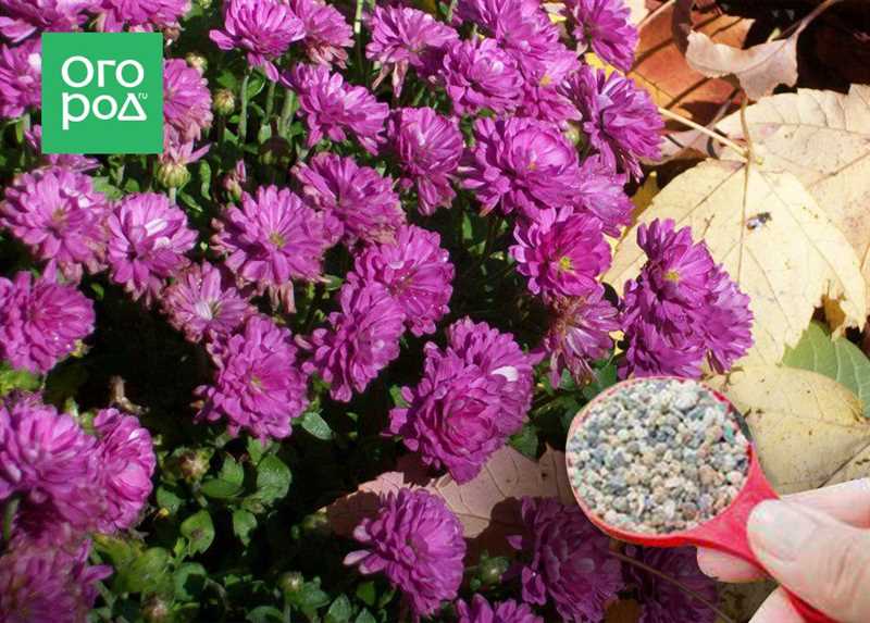 Yaz aylarında Chrysantheme bitkileri için en iyi gübreler hangileridir?