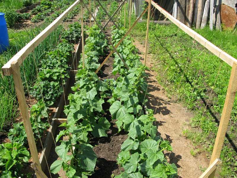 11. Açık toprakta salatalık yetiştirmenin zorlukları ve çözümleri