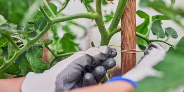 Tomurcuklanmış domates yetiştiriciliği için hastalıkların kontrolü