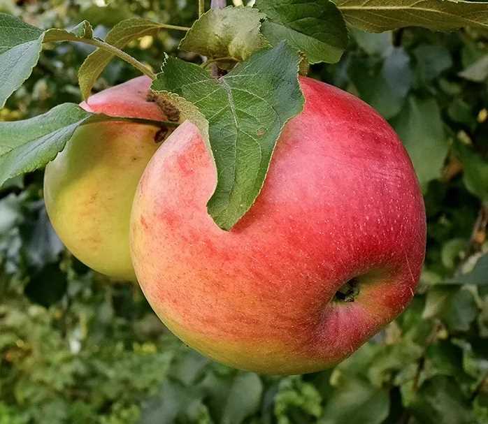 Sonbahar aylarında elma ağaçlarını sulama önemi