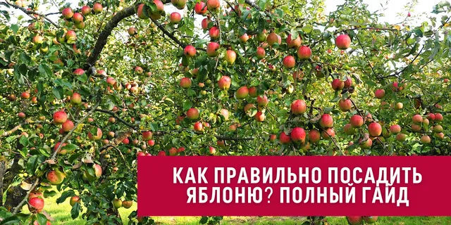 Bahar, Yaz ve Sonbahar Aylarında Elma Ağaçlarını Sulama Teknikleri