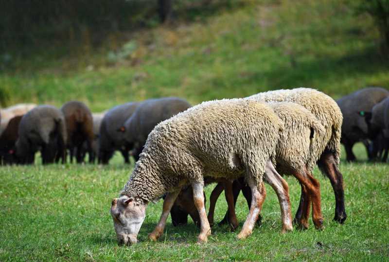 Damızlık Seçimi Kriterleri ve Önemleri