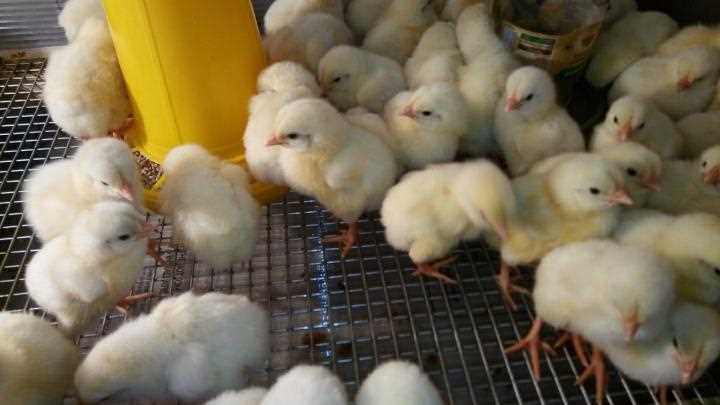 Arbor Acres (Akers) broiler ırkının yetiştirilmesi