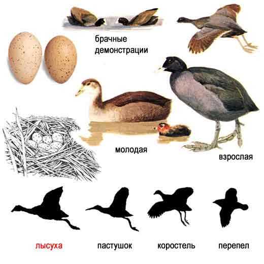 11. Kara Ördek beslenme alışkanlıkları