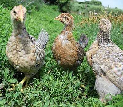 Bielefelder Tavukların Yetiştirilmesinde Nelere Dikkat Edilmelidir?