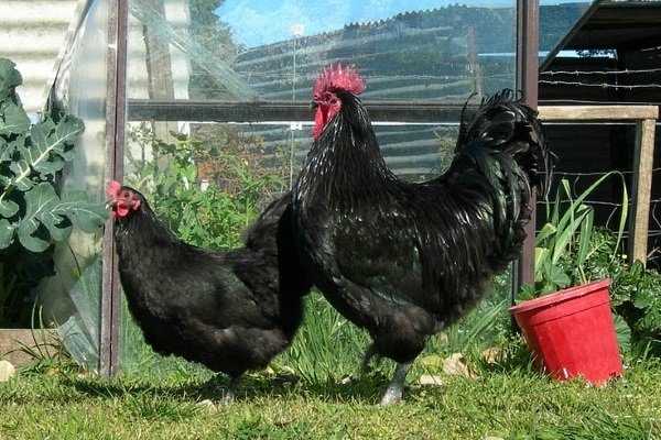 Sin-Sin-Dian cinsi tavukların yumurta özellikleri
