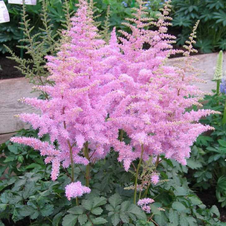 Astilbe'nin özellikleri ve çeşitleri