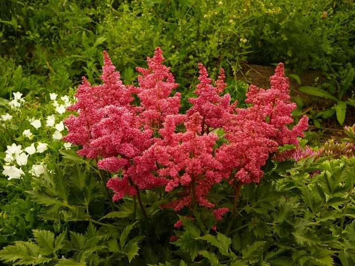 Astilbe'nin dikimi için uygun zaman