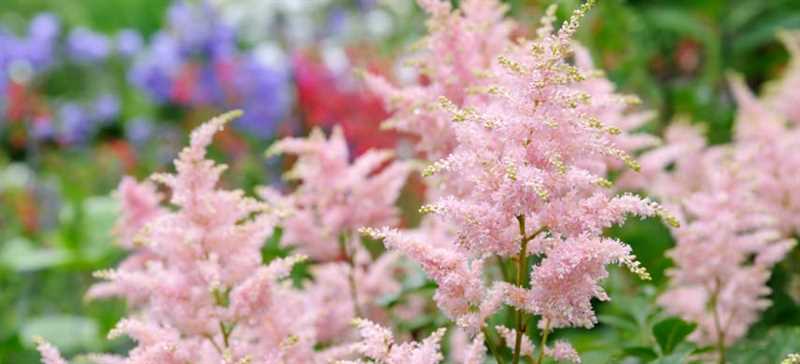 Astilbe’nin yayılması ve çoğaltılması