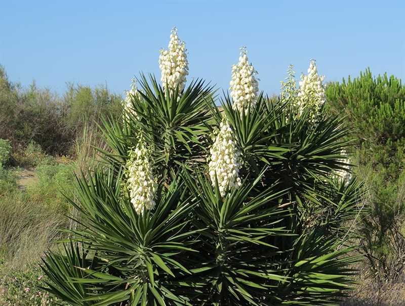 Yucca Bitkisi Nasıl Sulanır ve Gübrelenir?