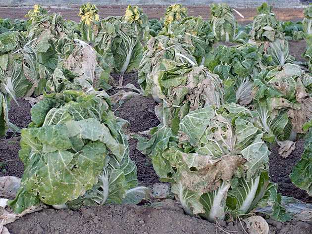 Pekin lahanası zararlıları ve mücadele yöntemleri