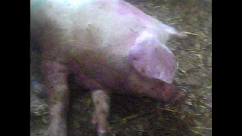Afrika domuzları salgını belirtileri nelerdir?