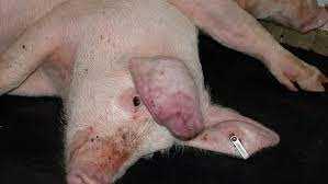 Afrika domuzları salgınından nasıl korunulmalıdır?