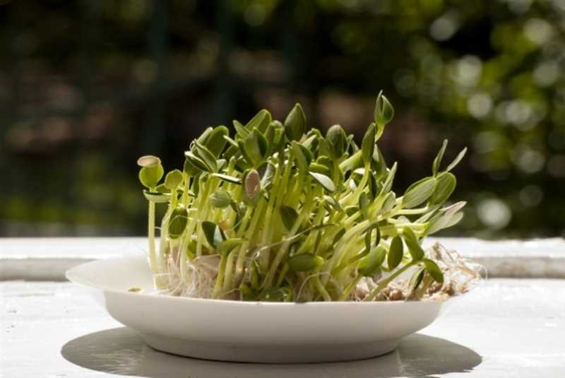 Salatalık tohumlarının çimlenmesini etkileyen faktörler