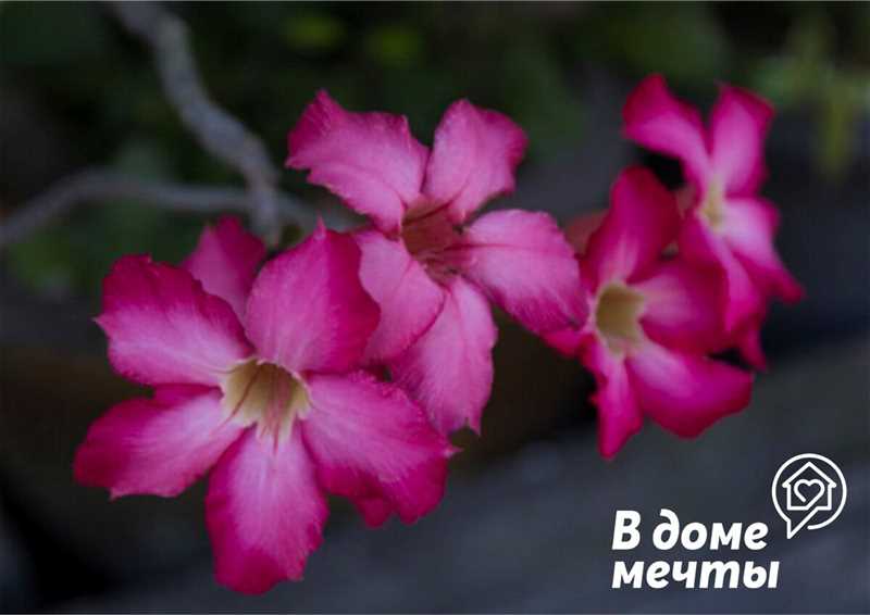 Adenium Çöl Gülü: Genel Bilgiler