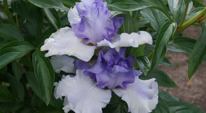 Iris Çiçeklerinin Özellikleri