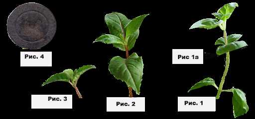 11. Fuchsia bitkisinin hastalıkları ve zararlıları