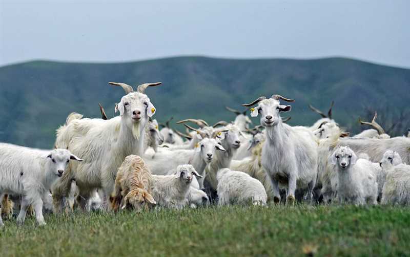 Koyunların Beslenmesi: Sağlıklı Bir Diyet Nasıl Hazırlanır?