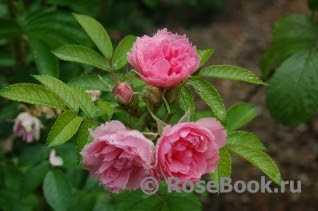Grootendorst Gülleri Bakım İpuçları