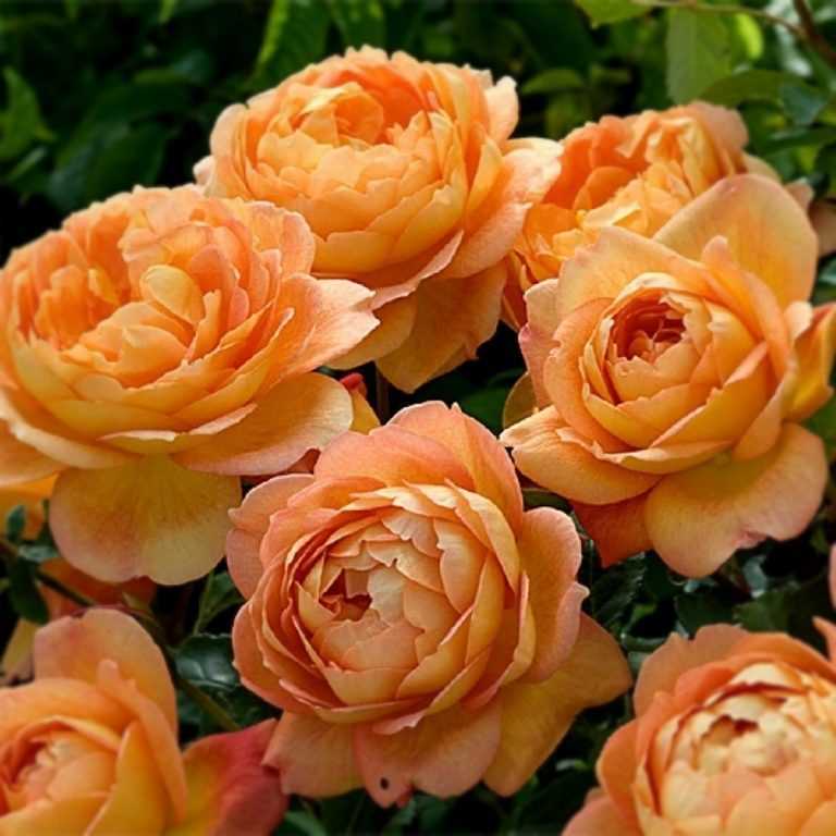 Tips and Tricks for Caring for Lady of Shalott Roses