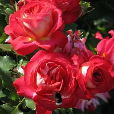 Güller: Midsummerün hastalıkları ve korunma yolları