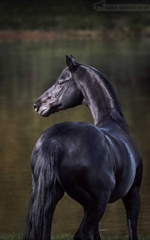 Rus süreş at cinsi