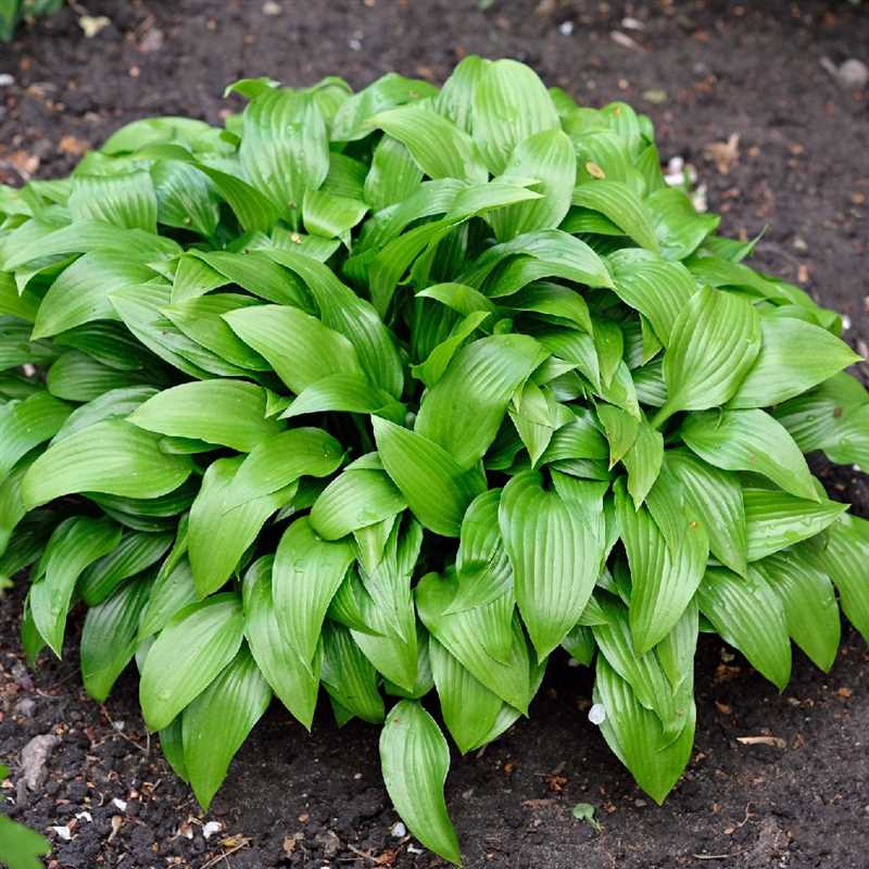 Hosta Türlerinin Sulama İhtiyacı