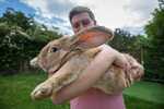 Dev tavşanların beslenmesi ve bakımı
