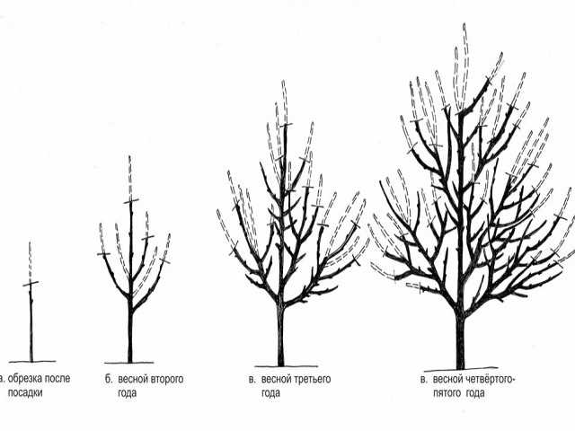 Ağaç Kayısı Nasıl Dikilir?