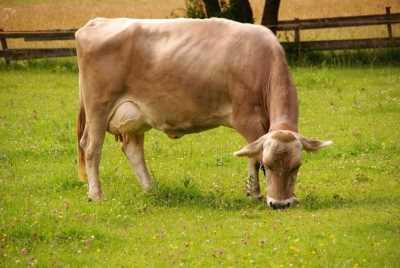 Alman Şvits Sığırları: Tanım ve Özellikleri