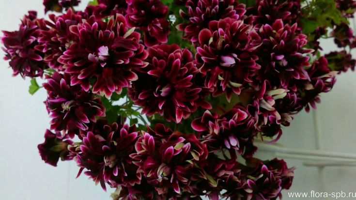 Pelargonium Angel Yapraklarının Özellikleri