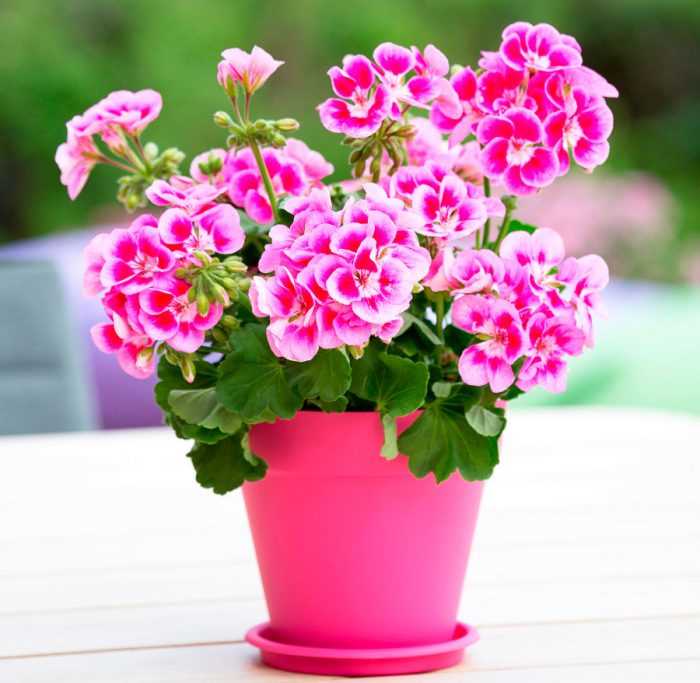 Pelargonium Angel Çiçeklerinin Renkleri ve Kokusu