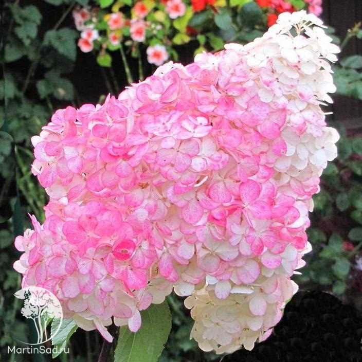 Gardenyada Pink Lady Hortensia: Böcek ve Hastalıklar