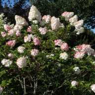 Gardenyada Pink Lady Hortensia: Bakım ve Sulama